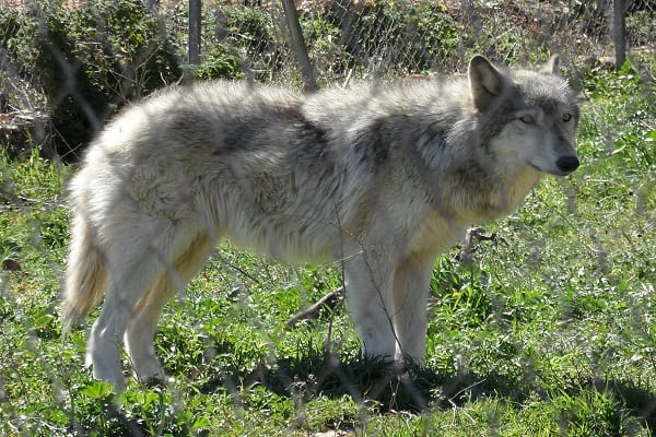 wolf hybrid
