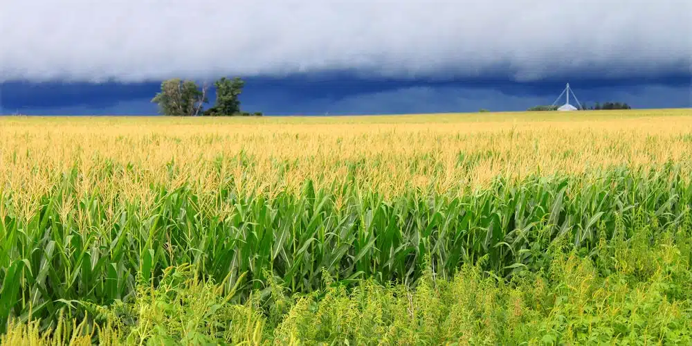 Illinois farmers