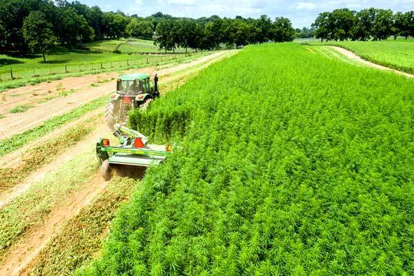 Illinois industrial hemp