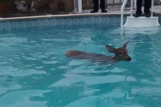 deer