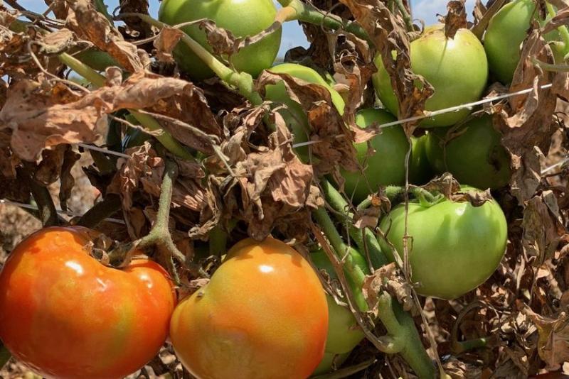 crops destroyed 2020
