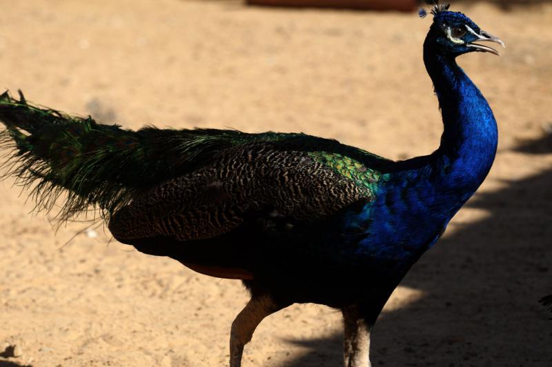 Peacock gives authorities the slip in Texas city